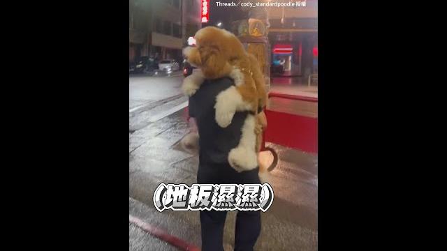 【偶不想腳濕濕!】貴賓毛手手緊抓爸爸 #shorts 【偶不想腳濕濕!】貴賓毛手手緊抓爸爸 #shorts