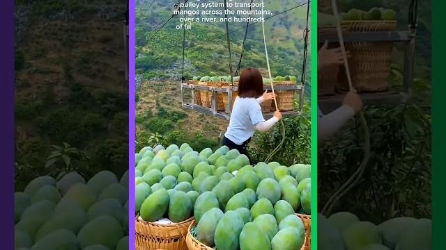 "girl crosses mountains with unique pulley system to transport mangos in guangxi!" #short #unique "girl crosses mountains with unique pulley system to transport mangos in guangxi!" #short #unique