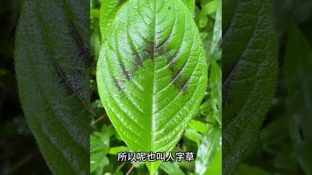 珍贵植物“金线草”,看看你认识吗? 珍贵植物“金线草”,看看你认识吗?