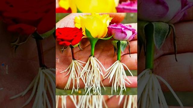 Propagating rose from flower bud #shorts #rose Propagating rose from flower bud #shorts #rose
