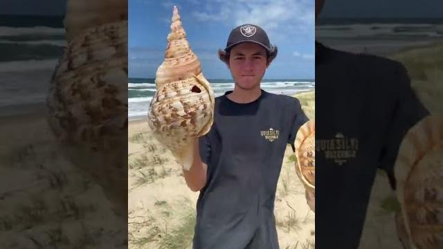 Mega triton shells! Mega triton shells!