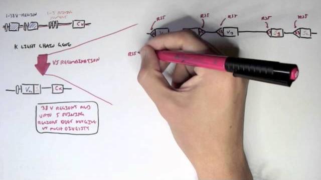 Immunology - antibody somatic (vdj) recombination ii Immunology - antibody somatic (vdj) recombination ii