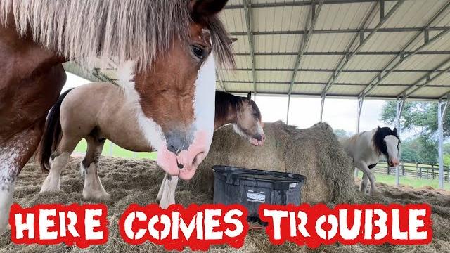 Horses at jl ranch: not a longhorn lesterish video Horses at jl ranch: not a longhorn lesterish video