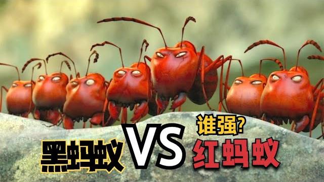 红蚂蚁看到黑蚂蚁捡到美食,十分嫉妒,开始攻打黑蚁巢穴! 红蚂蚁看到黑蚂蚁捡到美食,十分嫉妒,开始攻打黑蚁巢穴!