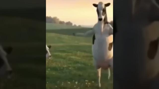 Dans eden inekler komik möö #keşfet #shortvideo #trending #eğlence #funny #exciting #kidsvideos Dans eden inekler komik möö #keşfet #shortvideo #trending #eğlence #funny #exciting #kidsvideos