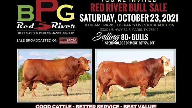 Red river beefmaster bull sale 2021 Red river beefmaster bull sale 2021