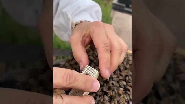 Queen bee marking and caging Queen bee marking and caging