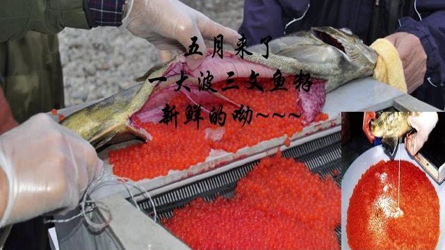 5月份到了三文鱼取鱼卵的日子~~~ 5月份到了三文鱼取鱼卵的日子~~~