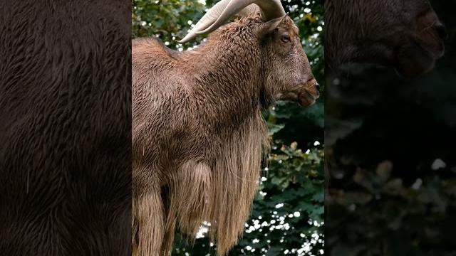Jungle goat Jungle goat