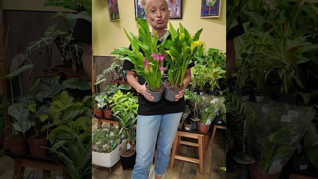 Каллы или коалы? смешные названия растений #домашниерастения #plants #цветы #комнатныерастения Каллы или коалы? смешные названия растений #домашниерастения #plants #цветы #комнатныерастения