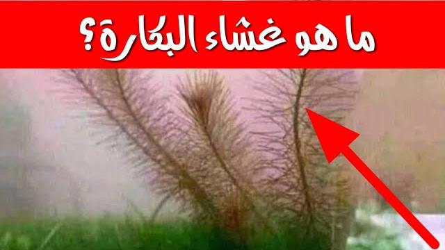 ماهو غشاء البكارة // وهل في نفس اليوم يتم فتح غشاء بكارة الزوجه //ليله الدخله //نصائح هامة ماهو غشاء البكارة // وهل في نفس اليوم يتم فتح غشاء بكارة الزوجه //ليله الدخله //نصائح هامة