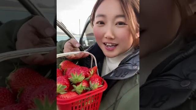 冬天的草莓我来给你安排,每天新鲜采摘,口感香甜#草莓 冬天的草莓我来给你安排,每天新鲜采摘,口感香甜#草莓