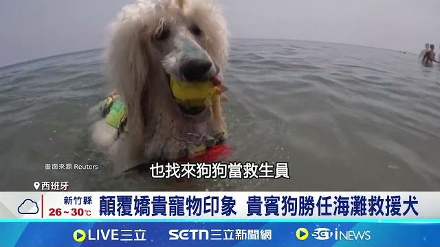 貴賓狗具厚毛能抵禦寒冷 成救援小幫手 狗狗出任務! 西班牙"貴賓犬"救生員泳技驚豔 顛覆嬌貴寵物印象 貴賓狗勝任海灘救援犬│記者 林芷綺│萌寵54來當家20250617│三立新聞台 貴賓狗具厚毛能抵禦寒冷 成救援小幫手 狗狗出任務! 西班牙"貴賓犬"救生員泳技驚豔 顛覆嬌貴寵物印象 貴賓狗勝任海灘救援犬│記者 林芷綺│萌寵54來當家20250617│三立新聞台