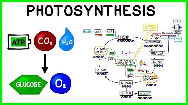 Photosynthesis: the light reactions and the calvin cycle Photosynthesis: the light reactions and the calvin cycle