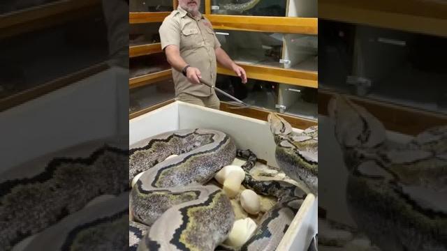How far can this giant snake strike How far can this giant snake strike