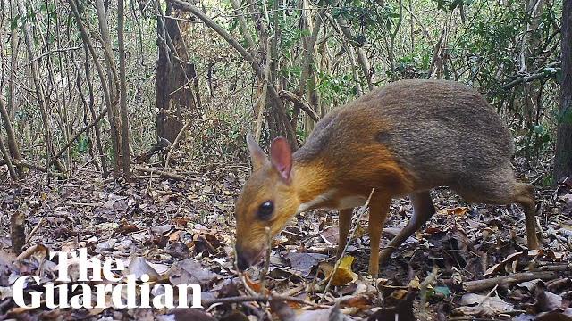 Mouse deer spotted in vietnam for first time in 30 years Mouse deer spotted in vietnam for first time in 30 years