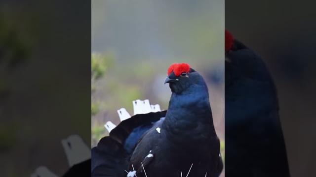 Black bird #birds #animals Black bird #birds #animals