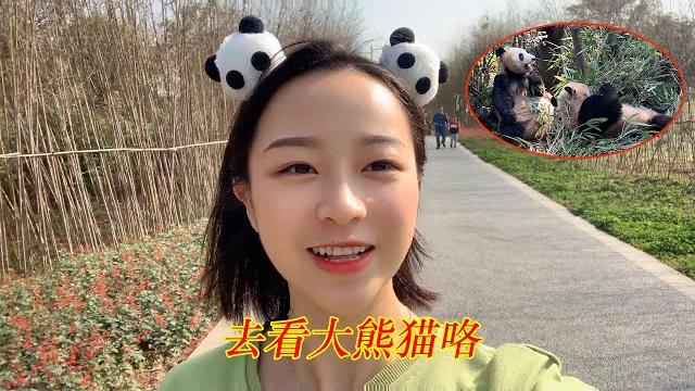 型男带秋子一行人去看熊猫,娜娜终于实现愿望,见到真正的熊猫了 型男带秋子一行人去看熊猫,娜娜终于实现愿望,见到真正的熊猫了