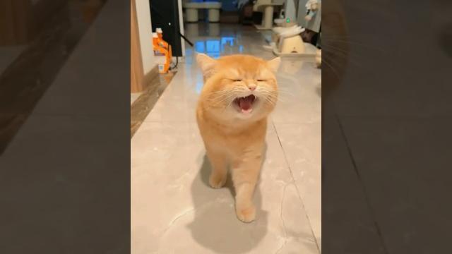 Cat sound || cat voice || cat || #shorts #cat #catsound Cat sound || cat voice || cat || #shorts #cat #catsound