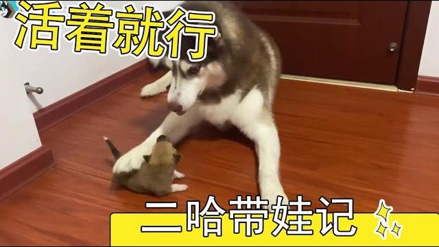 二哈带娃记,看看蠢萌的二哈是如何带孩子的。【哈仔十一】 二哈带娃记,看看蠢萌的二哈是如何带孩子的。【哈仔十一】