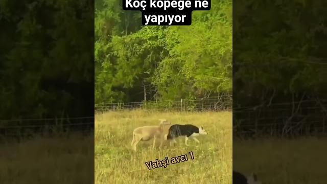 Koç köpek çiftleşmesi yavru ne olur #keşfet #dog #kartal #kurt #köpek #ayı #jaguar #a #belgesel #asl Koç köpek çiftleşmesi yavru ne olur #keşfet #dog #kartal #kurt #köpek #ayı #jaguar #a #belgesel #asl