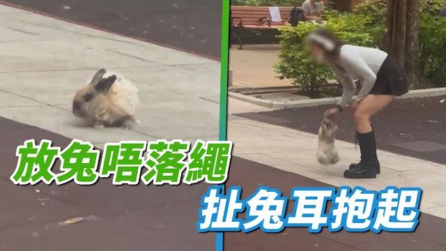 又唔落繩放兔? 兔仔驚到唔郁 主人扯耳抱起 獸醫:扯傷微絲血管或導致耳血腫|channel c hk 又唔落繩放兔? 兔仔驚到唔郁 主人扯耳抱起 獸醫:扯傷微絲血管或導致耳血腫|channel c hk