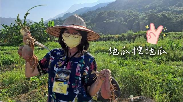 金山地瓜挖呀挖 金山地瓜挖呀挖