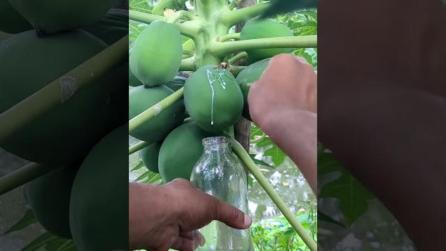 Amazing papaya gum collect #shorts #amazing Amazing papaya gum collect #shorts #amazing