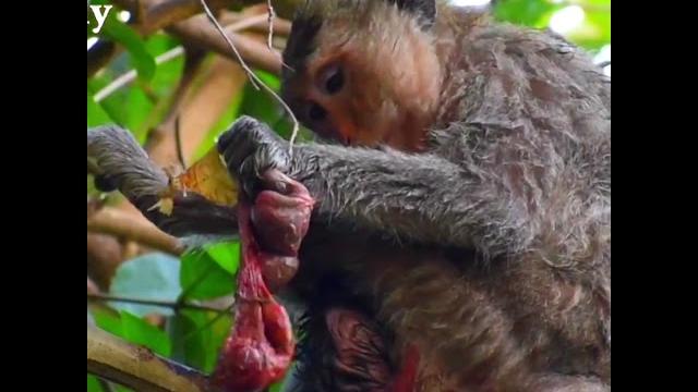 Wow! amazing mom monkey giving birth baby Wow! amazing mom monkey giving birth baby