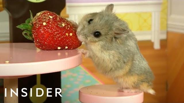 Dwarf hamsters live in a tiny mansion Dwarf hamsters live in a tiny mansion