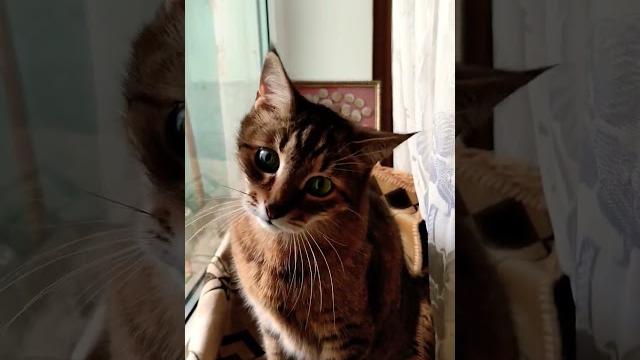 Кошка любить вас..,а кот? #кот #cat #кошка Кошка любить вас..,а кот? #кот #cat #кошка