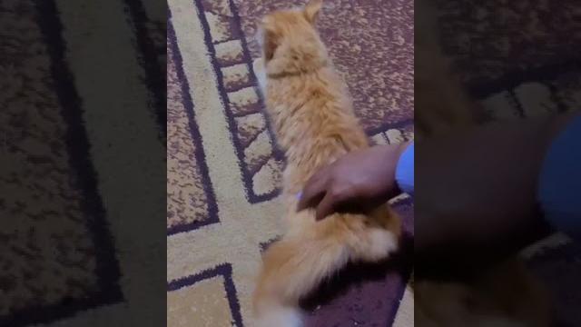 How to calm a cat on heat #catlover #catvideos How to calm a cat on heat #catlover #catvideos