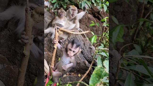 #babymonkey playing with the leafs while #mom is #breastfeeding and enjoying #social #grooming #babymonkey playing with the leafs while #mom is #breastfeeding and enjoying #social #grooming