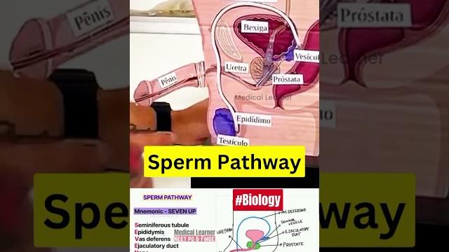 Sperm pathway | ejaculation pathway | human reproductive system | male reproduction | medicallearner Sperm pathway | ejaculation pathway | human reproductive system | male reproduction | medicallearner