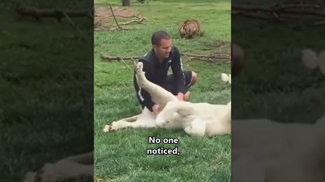 Heroic tiger saves man from leopard attack ️ #shorts #save Heroic tiger saves man from leopard attack ️ #shorts #save