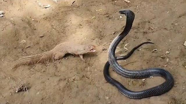 See how mongoose defeat the huge black cobra See how mongoose defeat the huge black cobra