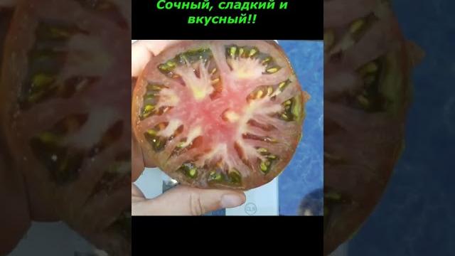 Томат беркли тай дай хаат Томат беркли тай дай хаат
