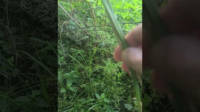Wild onion chives. great for cooking too. #prepardness #gardening #outdoors #food #urban #flavor Wild onion chives. great for cooking too. #prepardness #gardening #outdoors #food #urban #flavor