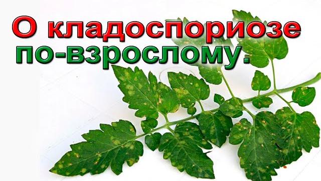 Кладоспориоз. берегите урожай. Кладоспориоз. берегите урожай.