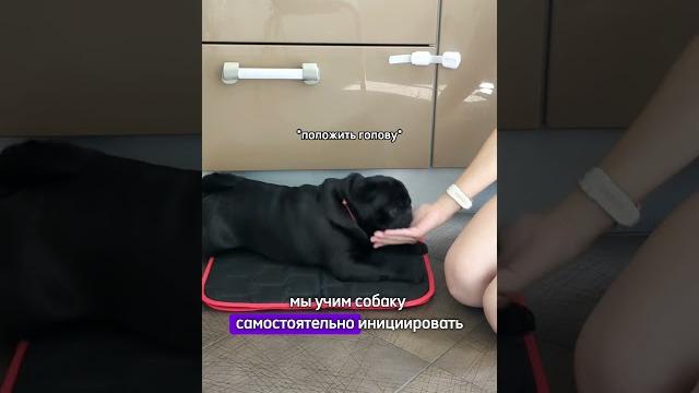 Приучаем собаку стричь когти правильно — инструкция в описании #зоопсихология #кинология #собаки Приучаем собаку стричь когти правильно — инструкция в описании #зоопсихология #кинология #собаки