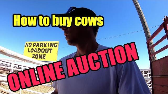 How to buy cows online How to buy cows online