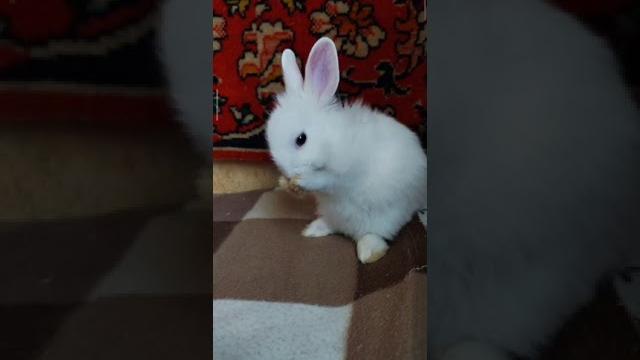 Учимся умываться Учимся умываться