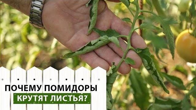 Топ-4 причины, почему скручиваются листья у помидор! что делать и чем лечить? уход за помидорами Топ-4 причины, почему скручиваются листья у помидор! что делать и чем лечить? уход за помидорами