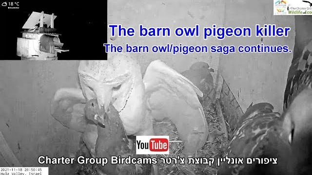 Crazy, the barn owl pigeon killer. the wild barn owl/pigeon saga continues with predation. Crazy, the barn owl pigeon killer. the wild barn owl/pigeon saga continues with predation.
