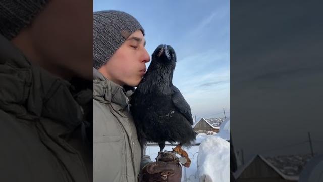 Он знает около 30 команд и ещё говорит #воронгоша #animal #воронтв #черныйворон #raven Он знает около 30 команд и ещё говорит #воронгоша #animal #воронтв #черныйворон #raven