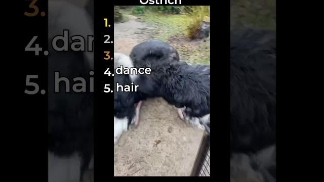 The funniest ostrich clips in the world The funniest ostrich clips in the world
