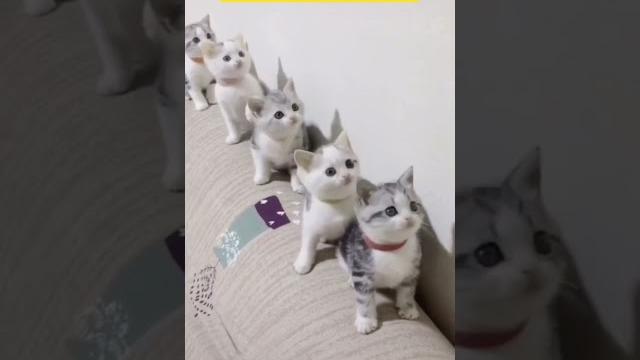 Video kucing lucu menggemaskan #cat Video kucing lucu menggemaskan #cat