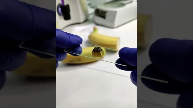 Microscopic world of bananas Microscopic world of bananas