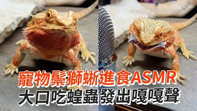 鬃獅蜥療癒進食秀!大口吃蟲發出嘎嘎聲|寵物|爬蟲類|asmr 鬃獅蜥療癒進食秀!大口吃蟲發出嘎嘎聲|寵物|爬蟲類|asmr