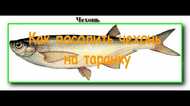 Как посолить чехонь на таранку Как посолить чехонь на таранку
